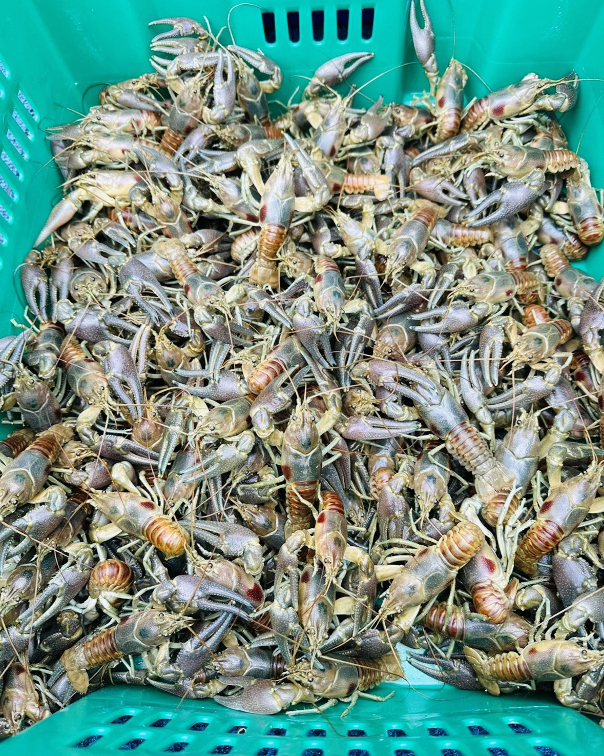 1 lb Live Crayfish, Wild Caught, Large-XL