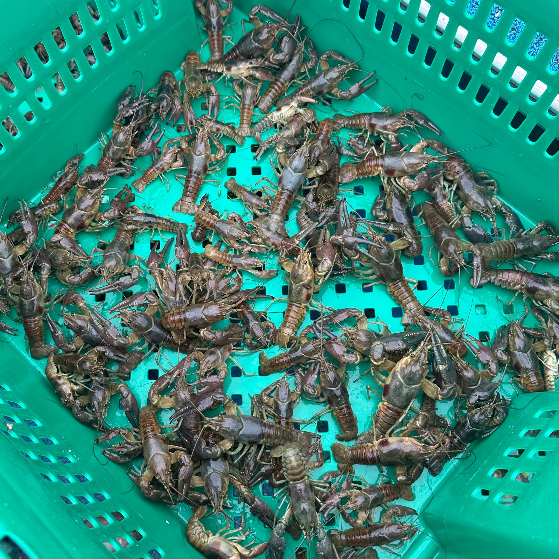 5 lbs Raw Frozen Bait Crayfish, Wild Caught